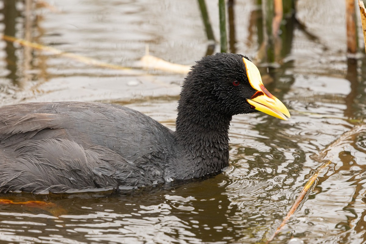 Red-gartered Coot - Ariel Cabrera Foix