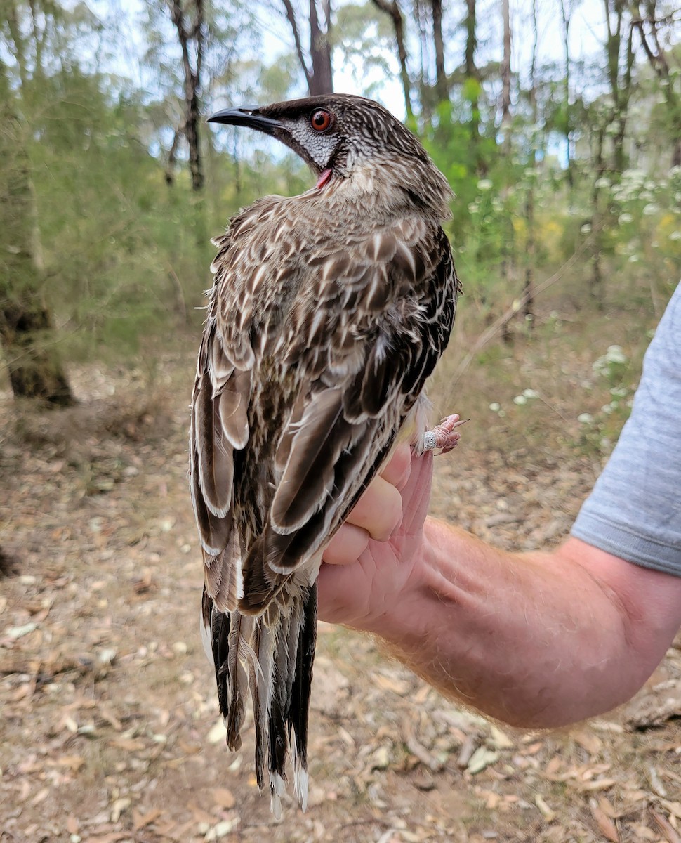 Red Wattlebird - ML624024761