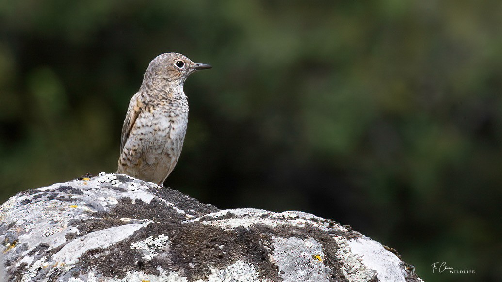 Rufous-tailed Rock-Thrush - chuan fu