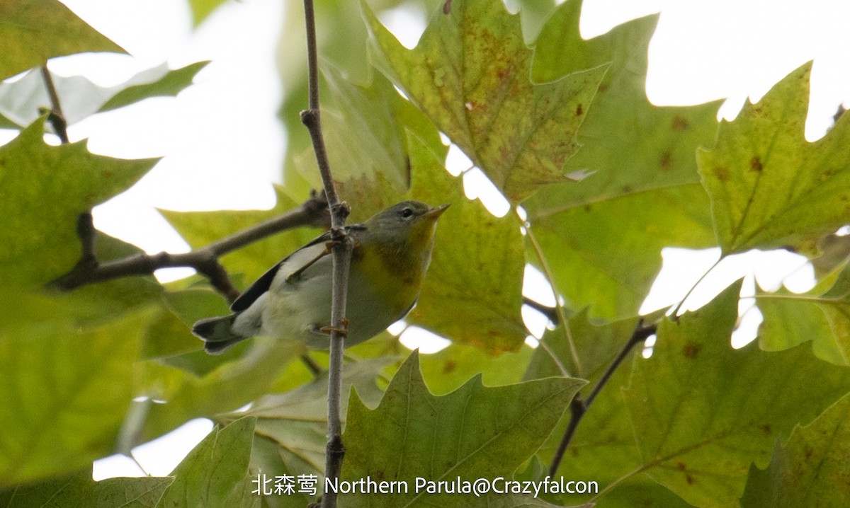 Northern Parula - ML624024763