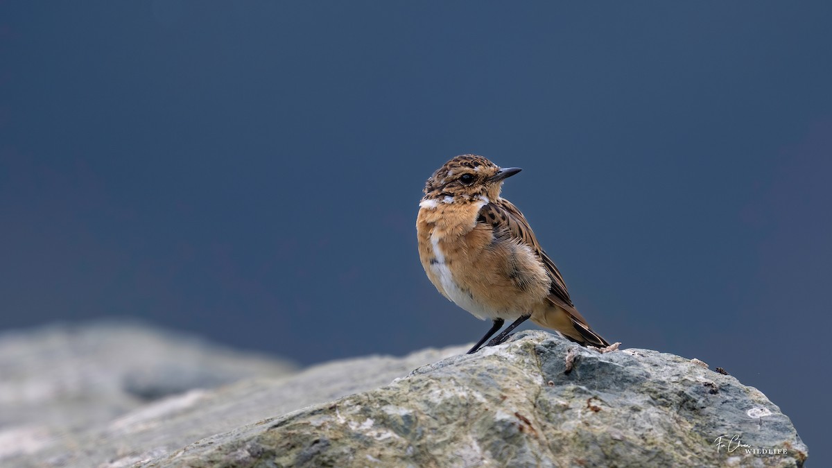 Whinchat - chuan fu