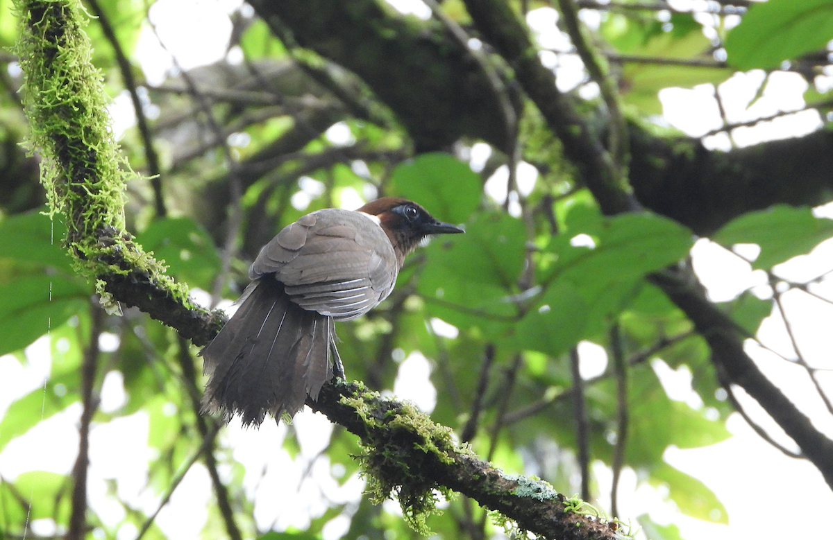 White-necked Laughingthrush - ML624024768