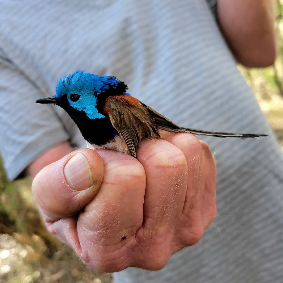 Variegated Fairywren - ML624024779