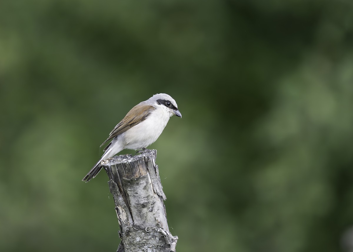 Red-backed Shrike - chuan fu