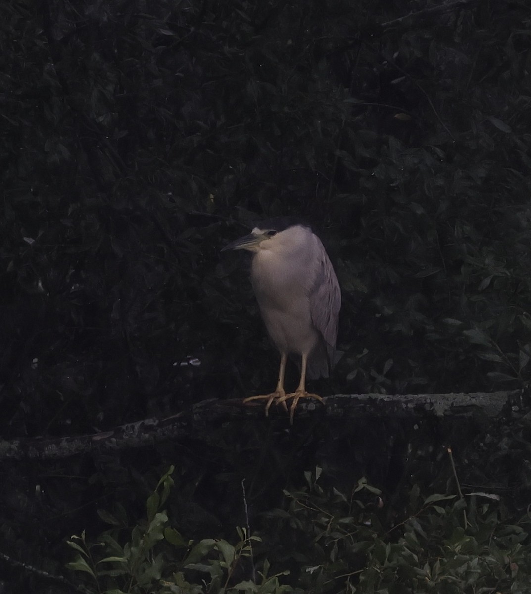 Black-crowned Night Heron - cyndi jackson