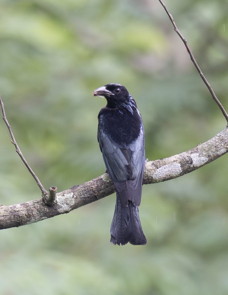 Hair-crested Drongo - ML624024807