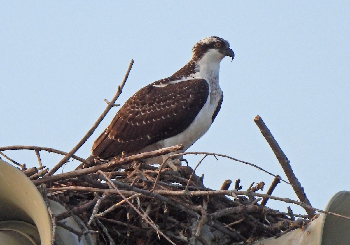 Osprey - ML624024816