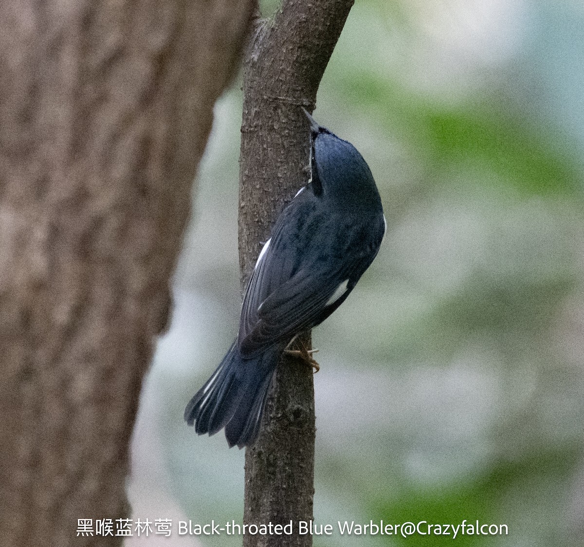 Black-throated Blue Warbler - ML624024829