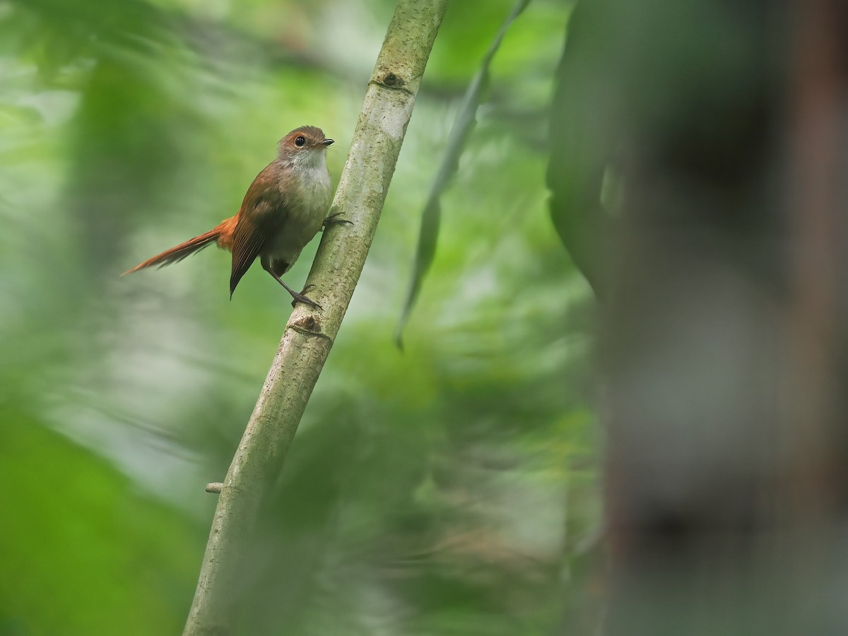 Long-tailed Fantail - ML624024830