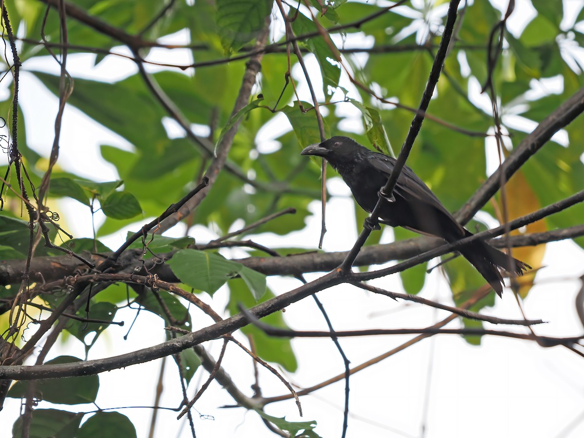 Wallacean Drongo (Tanimbar) - ML624024831