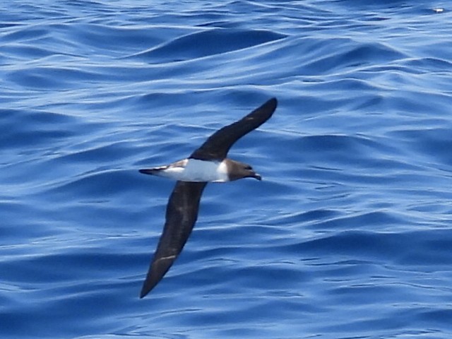 Tahiti Petrel - ML624024833