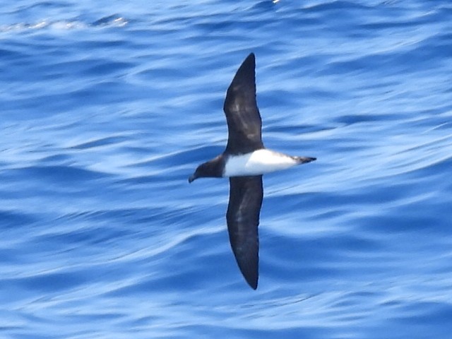 Tahiti Petrel - Scott Fox