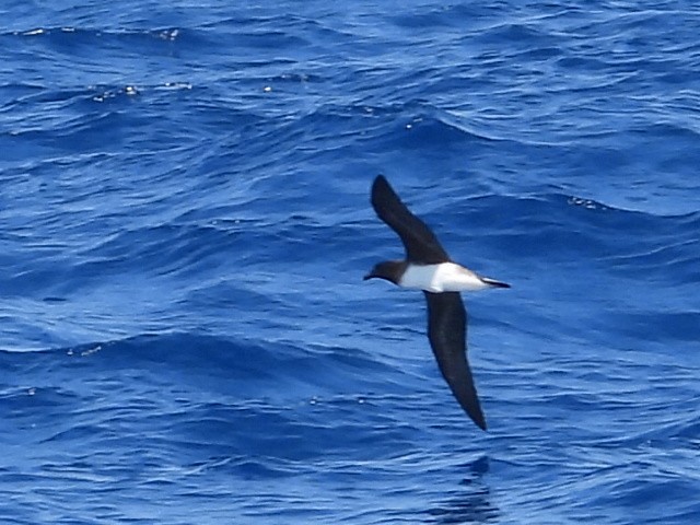 Tahiti Petrel - ML624024835