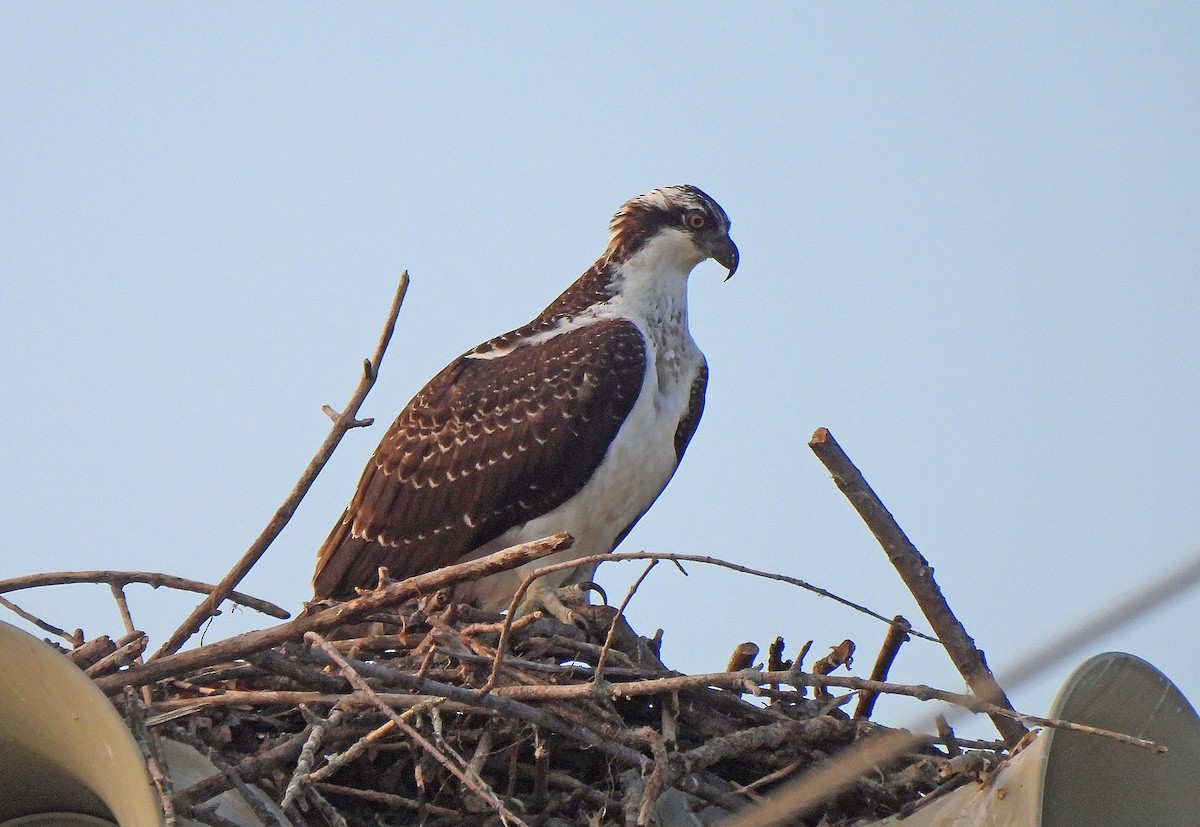 Osprey - ML624024860