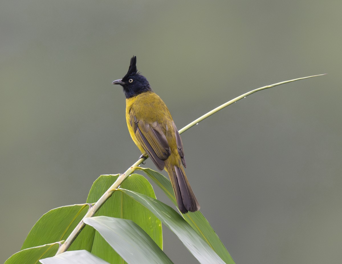 Bulbul à huppe noire - ML624024862