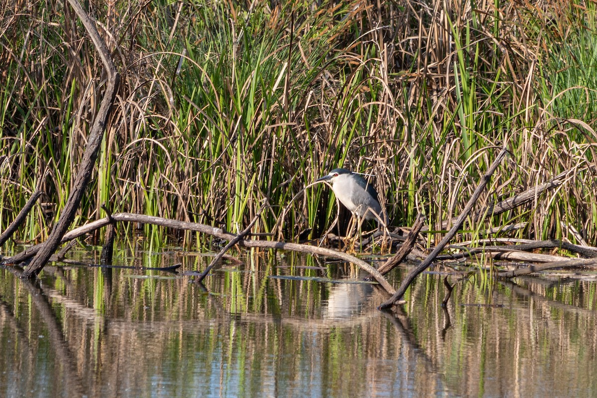 Black-crowned Night Heron - ML624024869