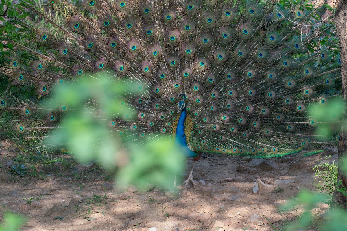 Indian Peafowl - ML624024883