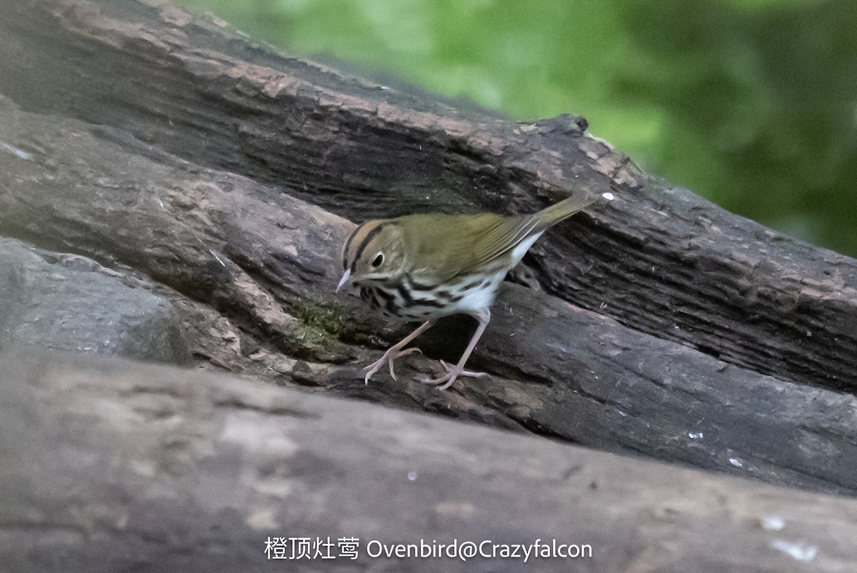 Ovenbird - Qiang Zeng