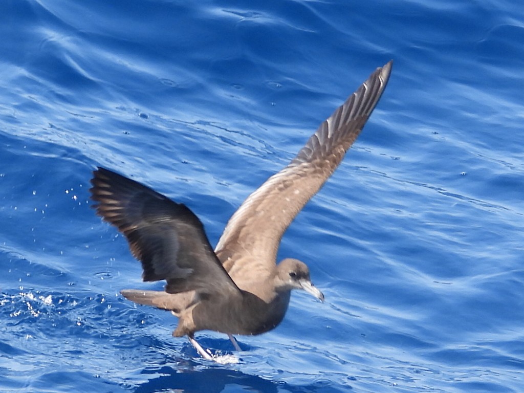 Wedge-tailed Shearwater - ML624024886