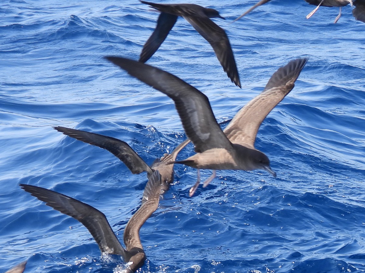 Wedge-tailed Shearwater - ML624024887