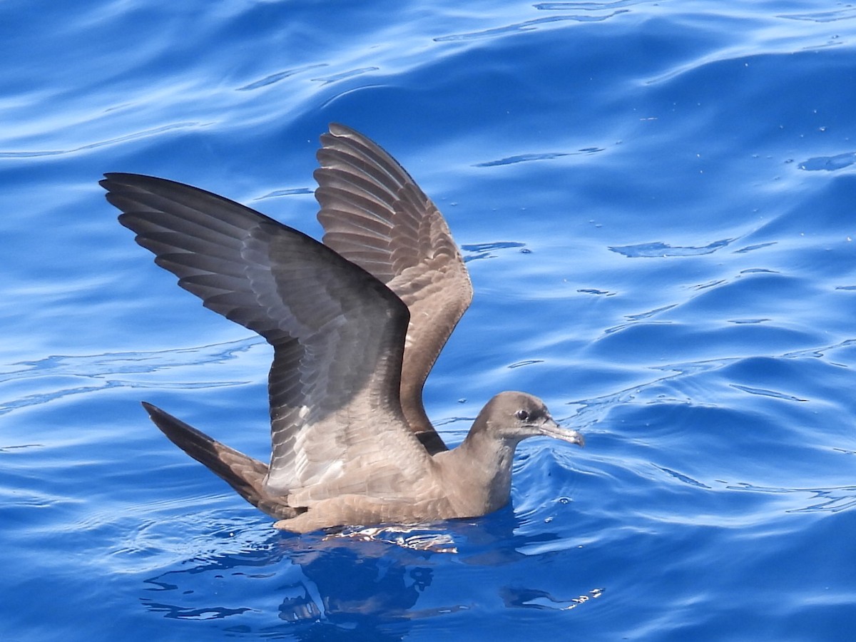 Wedge-tailed Shearwater - ML624024891