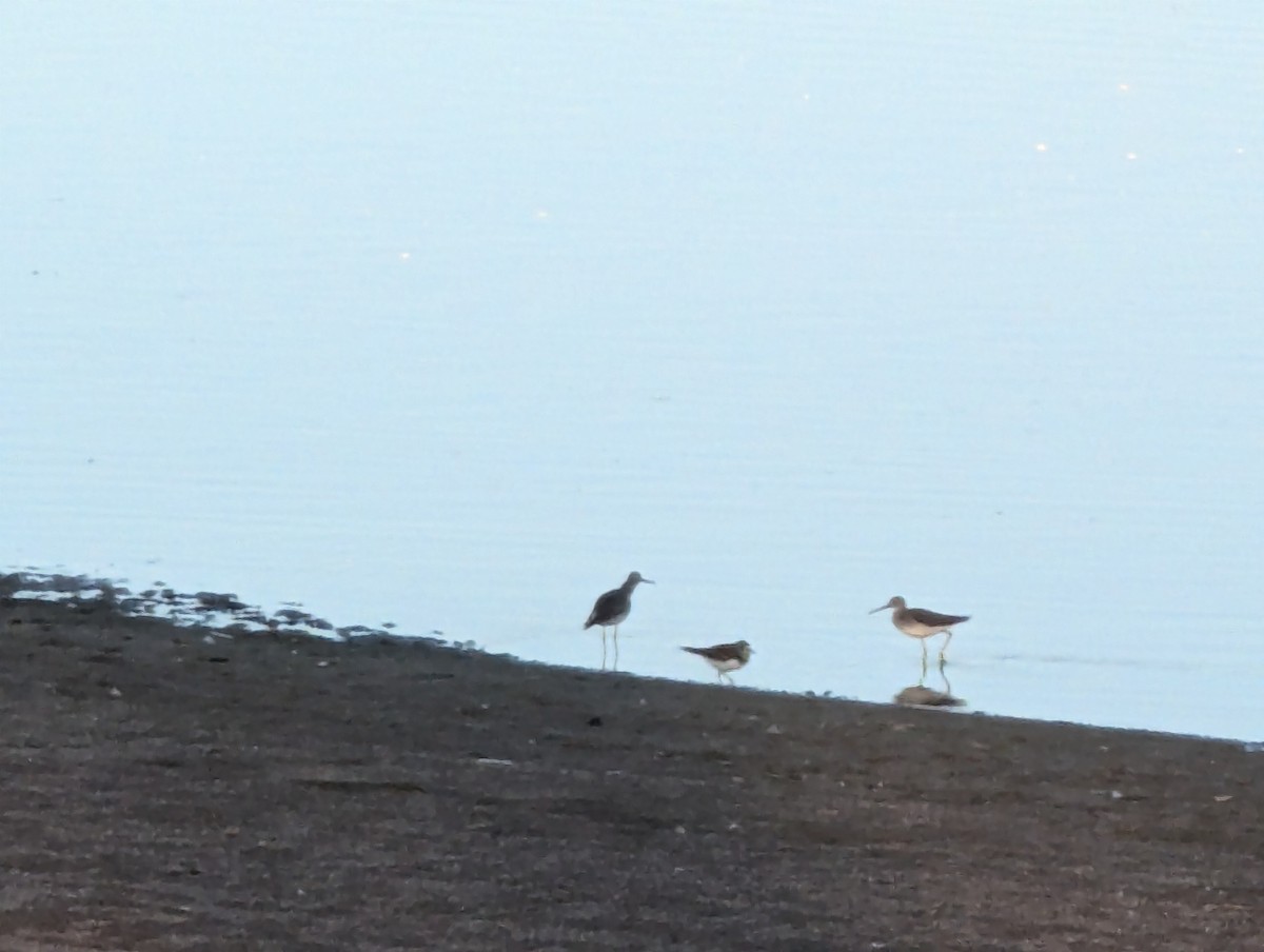 Greater Yellowlegs - ML624024897