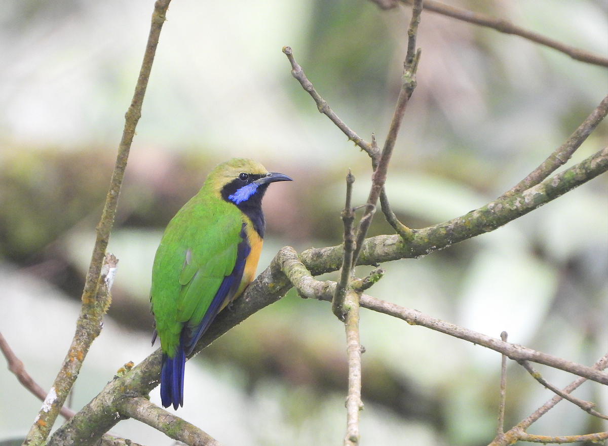 Orange-bellied Leafbird - ML624024898