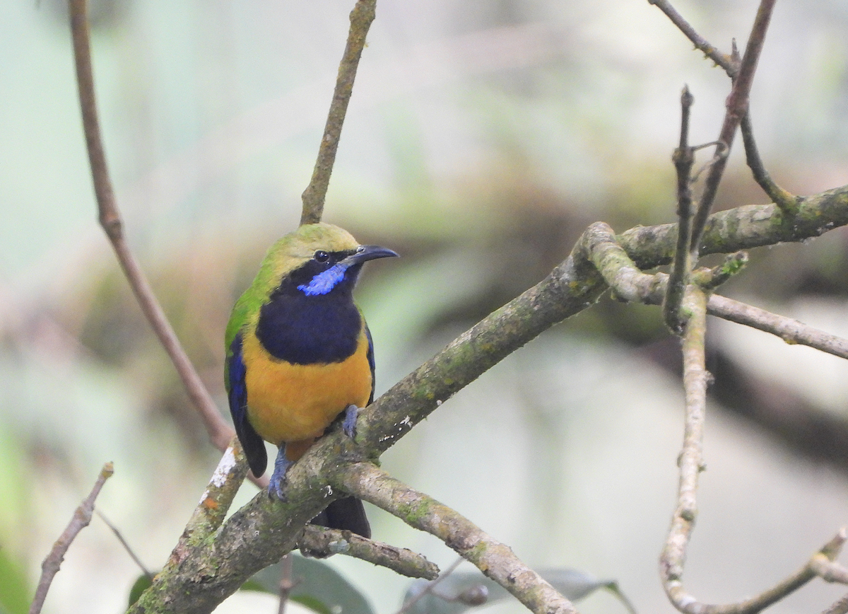 Orange-bellied Leafbird - ML624024899