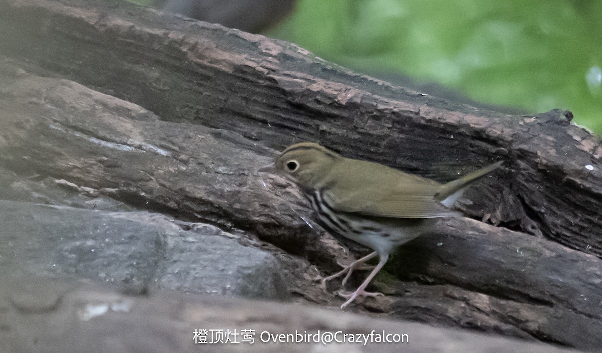 Ovenbird - ML624024900