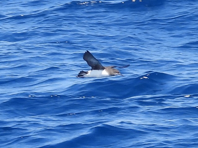 Puffin de Hutton - ML624024904