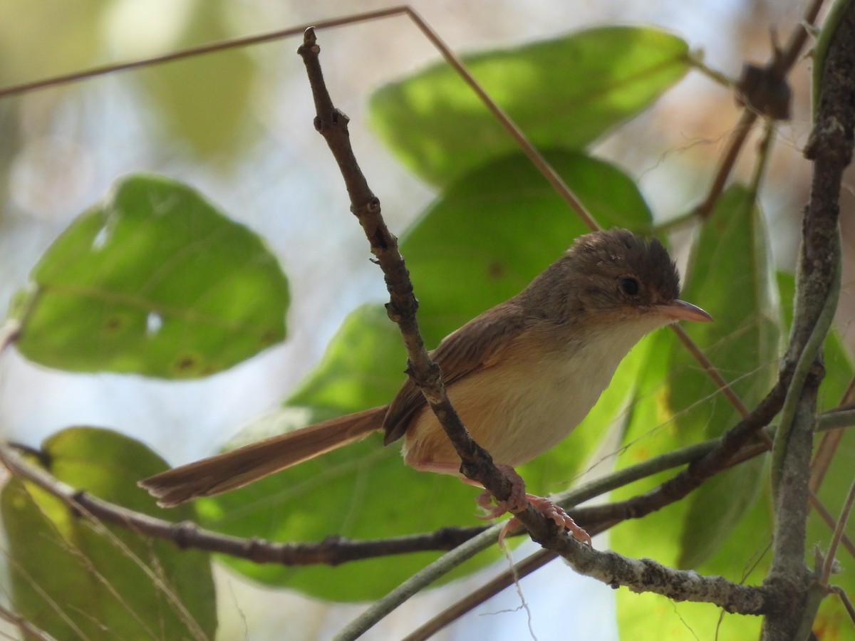 Red-backed Fairywren - ML624024916