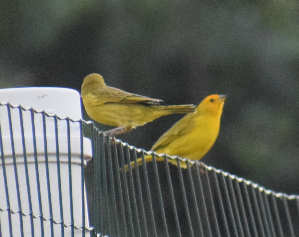 Saffron Finch - ML624024920