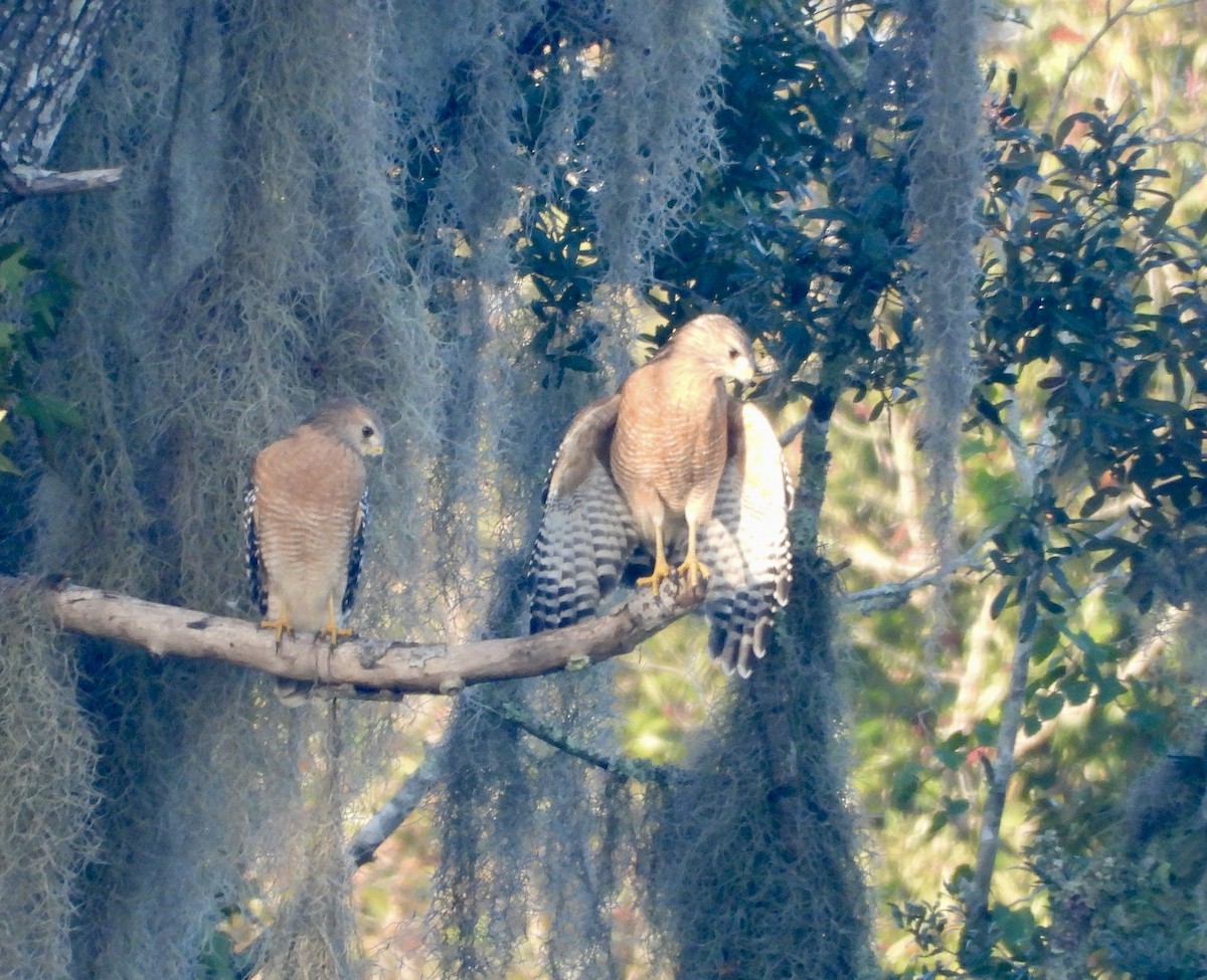 Red-shouldered Hawk - ML624024922