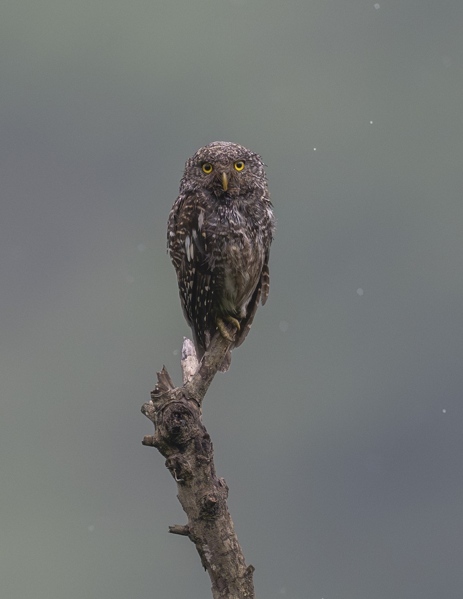 Asian Barred Owlet - ML624024923