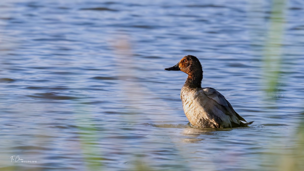 Common Pochard - ML624024924