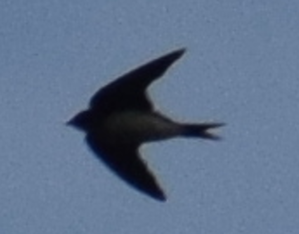 swallow sp. - ML624024930