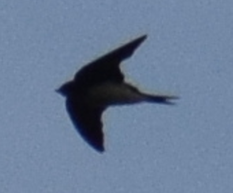 swallow sp. - ML624024931