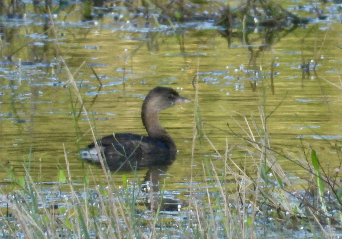 Pied-billed Grebe - ML624024932