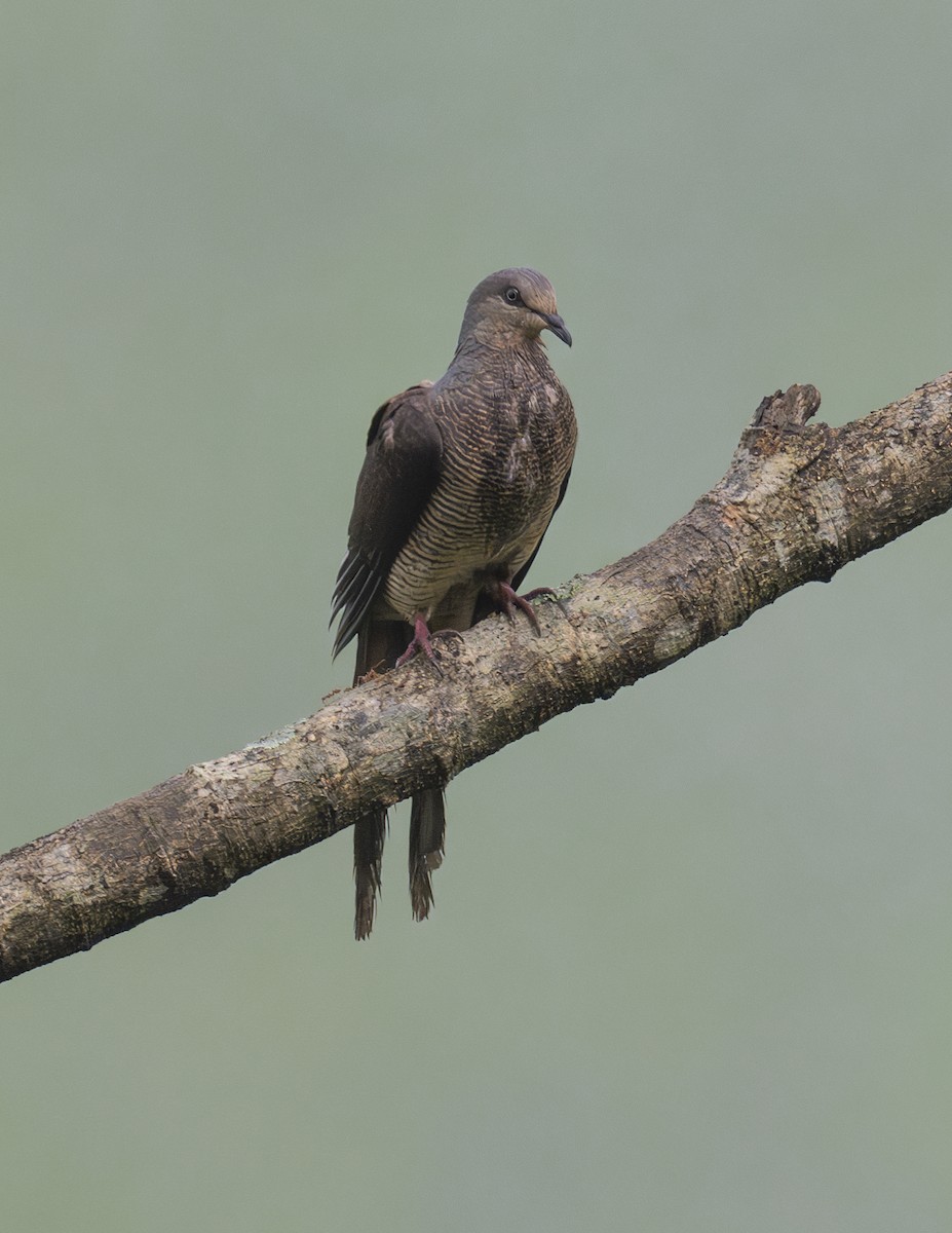 Barred Cuckoo-Dove - Manjunath Desai