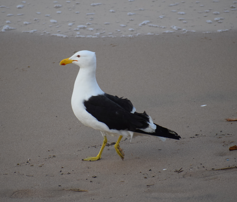 Kelp Gull - ML624024941