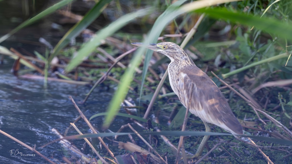 Squacco Heron - ML624024949