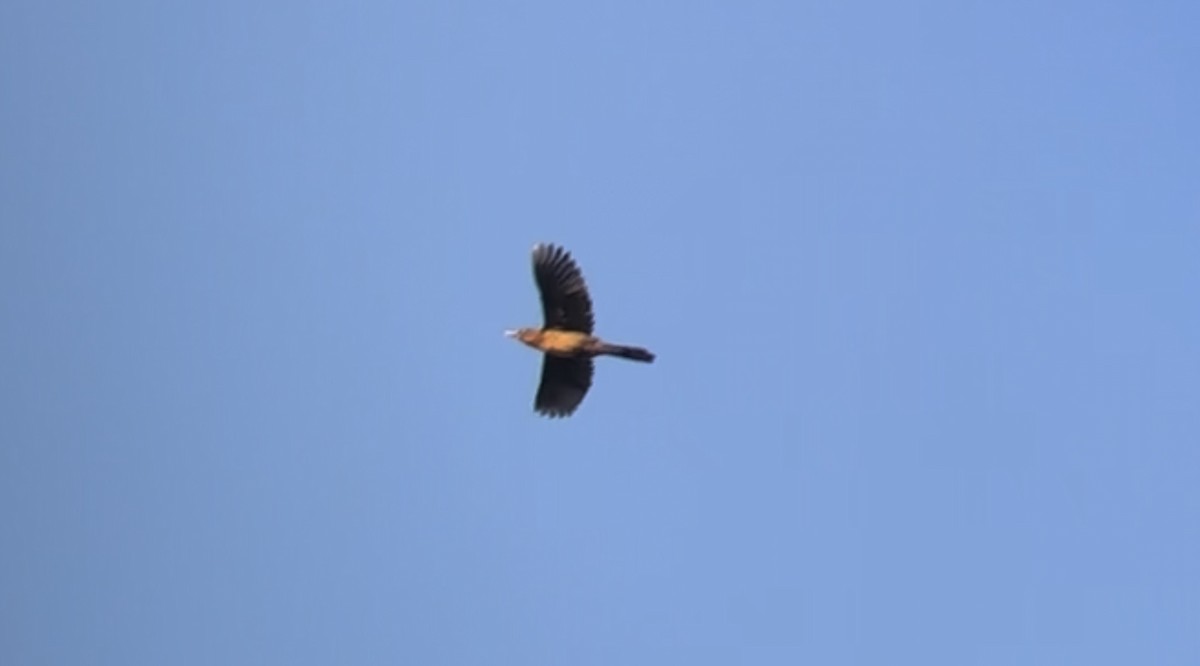 Boat-tailed Grackle - Ethan Landreville