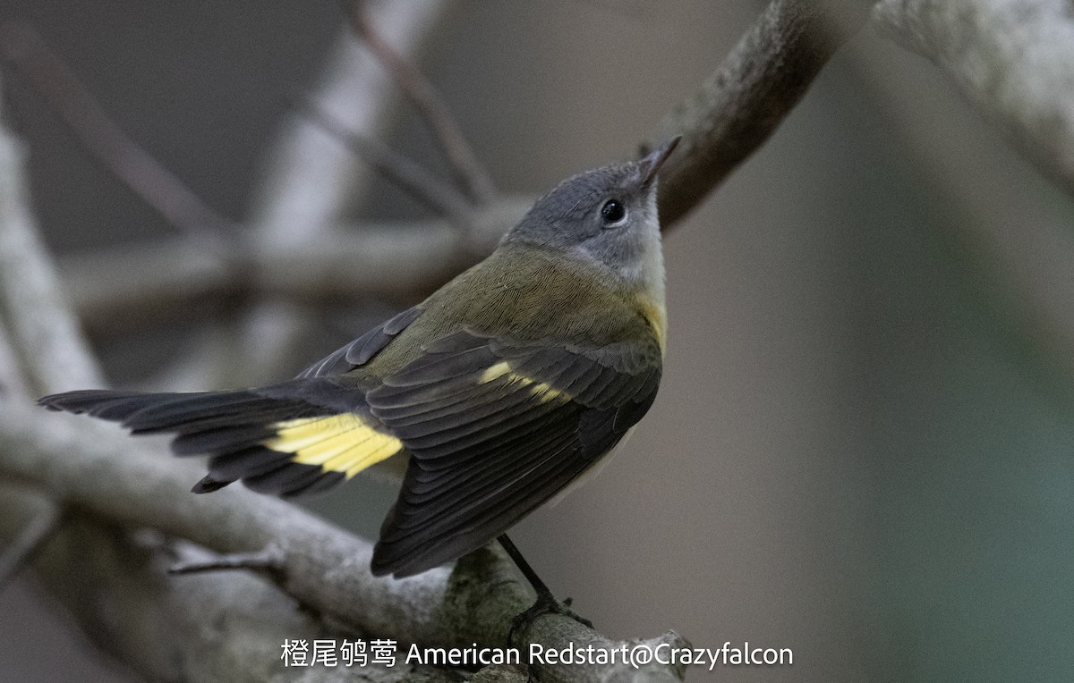 American Redstart - ML624024965