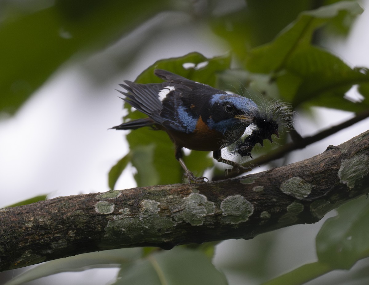 Blue-capped Rock-Thrush - ML624024970