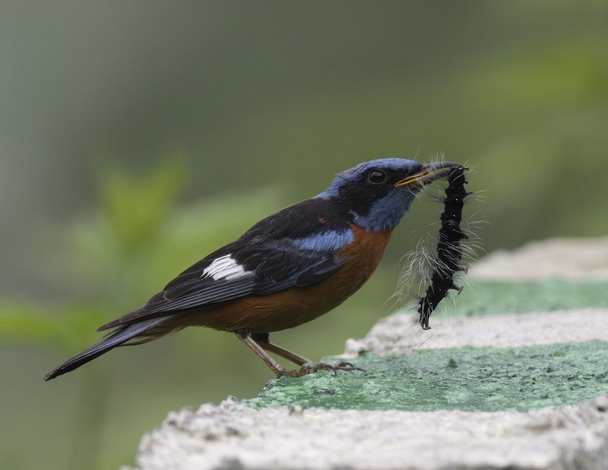 Blue-capped Rock-Thrush - ML624024971