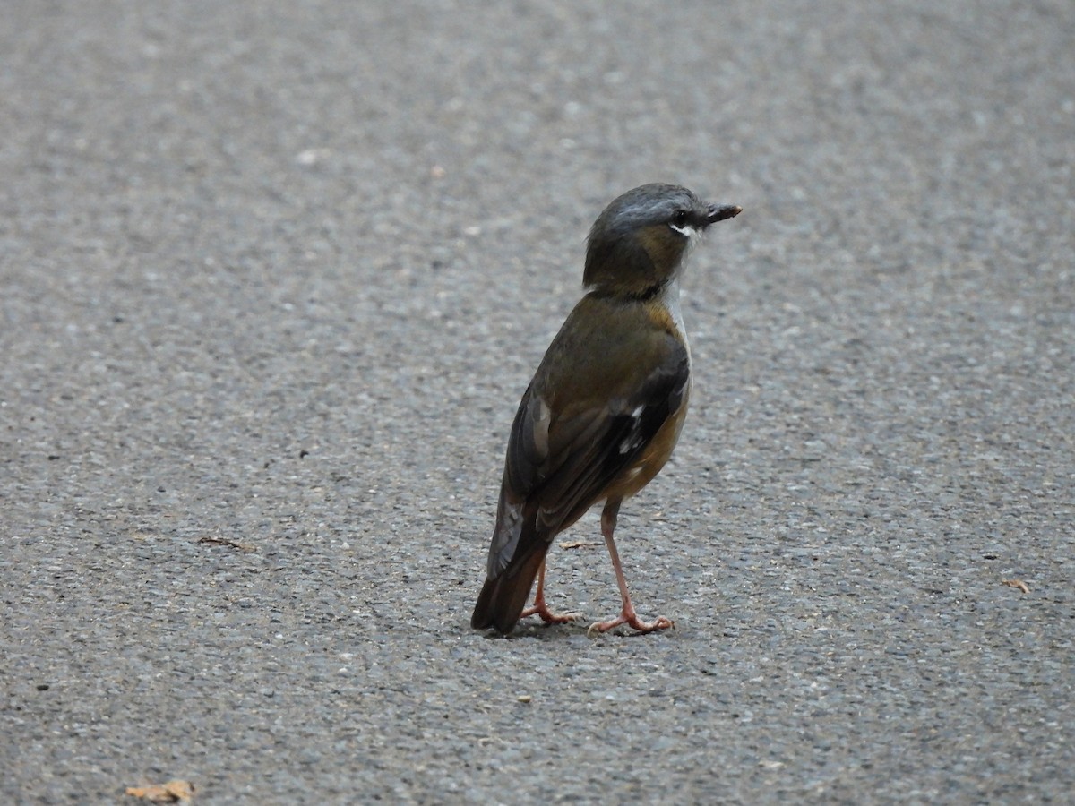 Gray-headed Robin - ML624024984