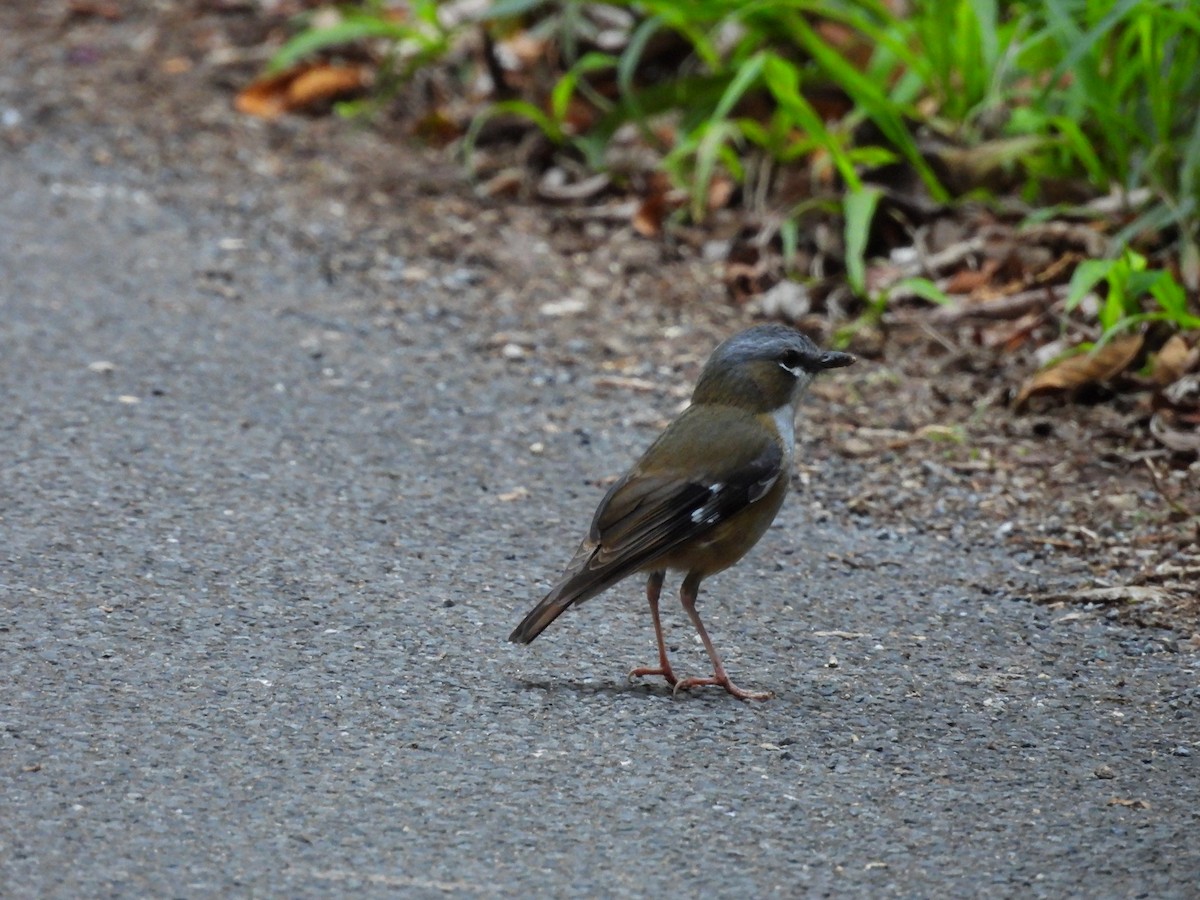 Gray-headed Robin - ML624024985