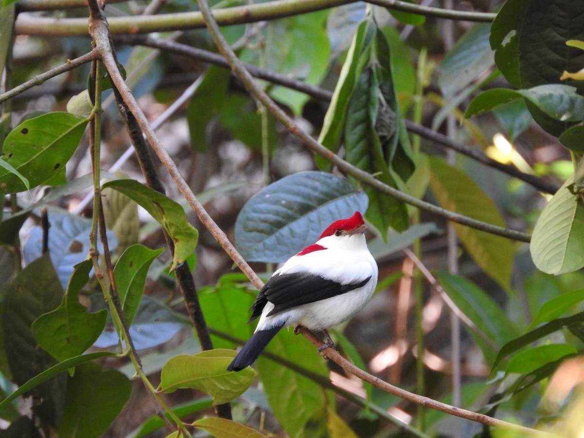 Araripe Manakin - ML624024987