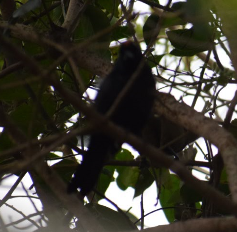 Ruby-crowned Tanager - Felipe Undurraga