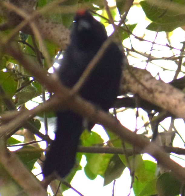 Ruby-crowned Tanager - ML624025000